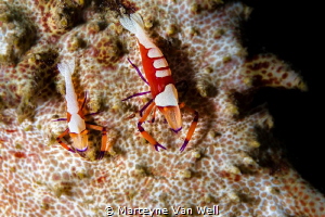 Two emperor shrimps on a sea cucumber taken with Canon EO... by Marteyne Van Well 